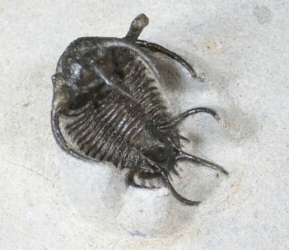 Spiny Ceratarges Trilobite #14678